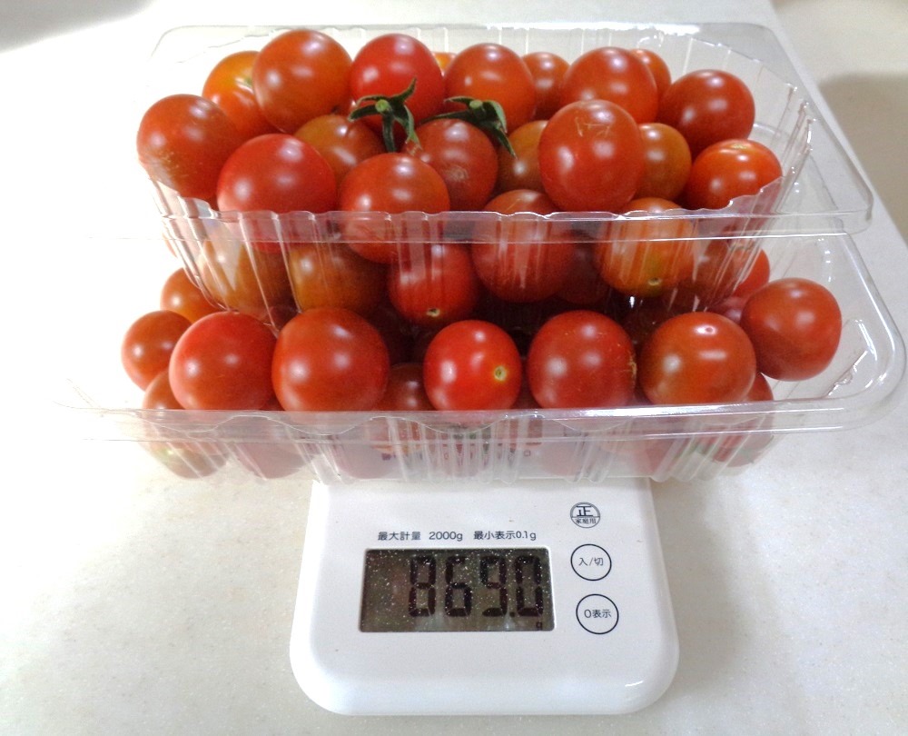 230704mini-tomato3