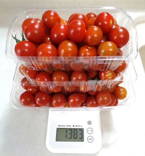 230707mini-tomato3
