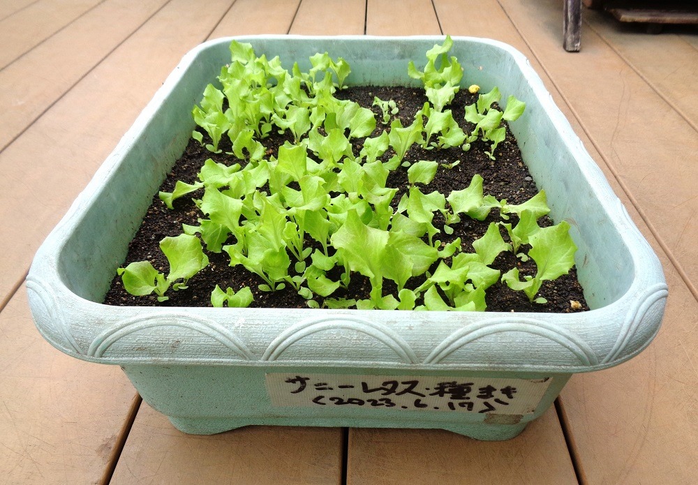 230708sunny-lettuce
