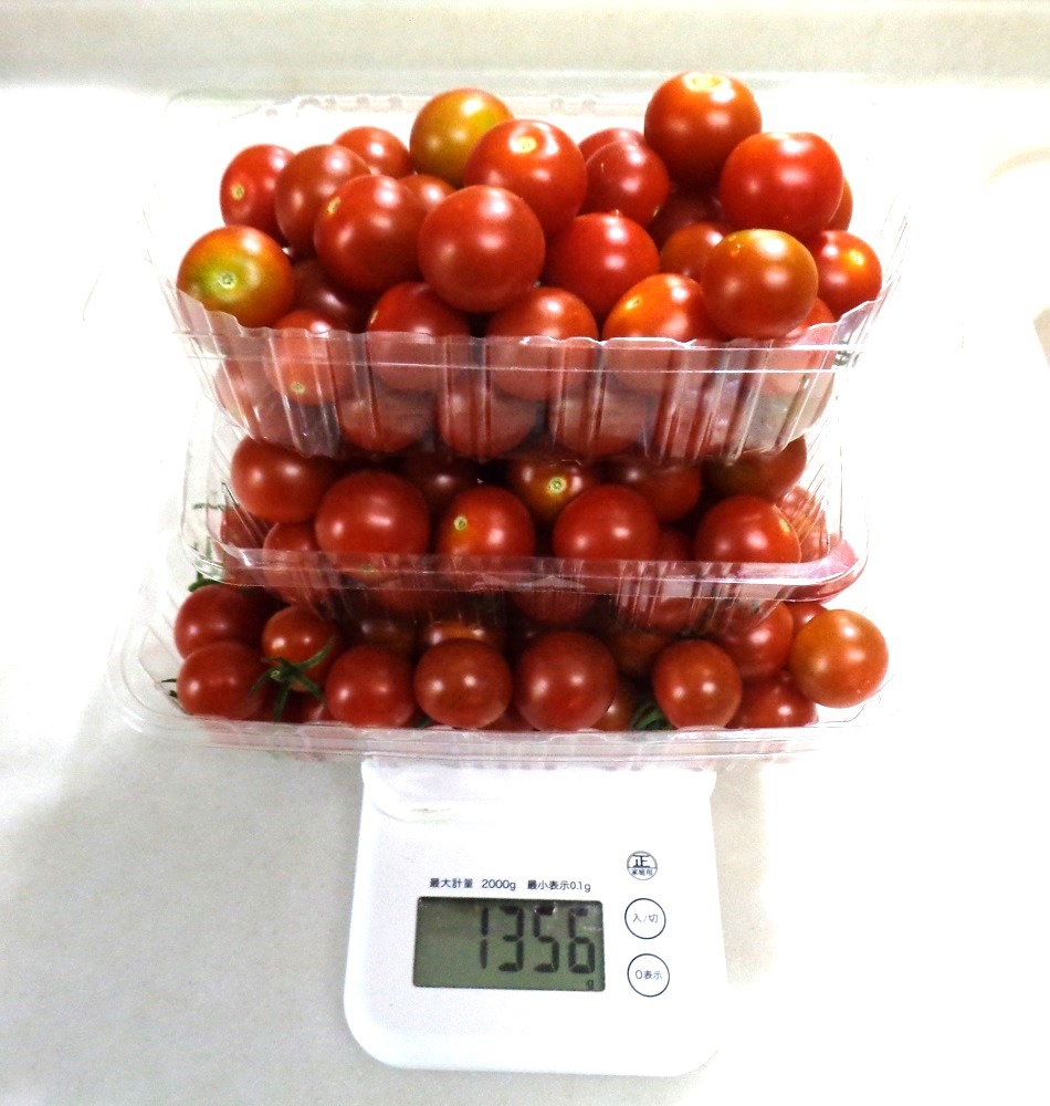 230710mini-tomato3