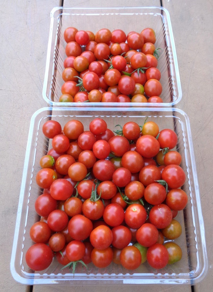 230716mini-tomato2