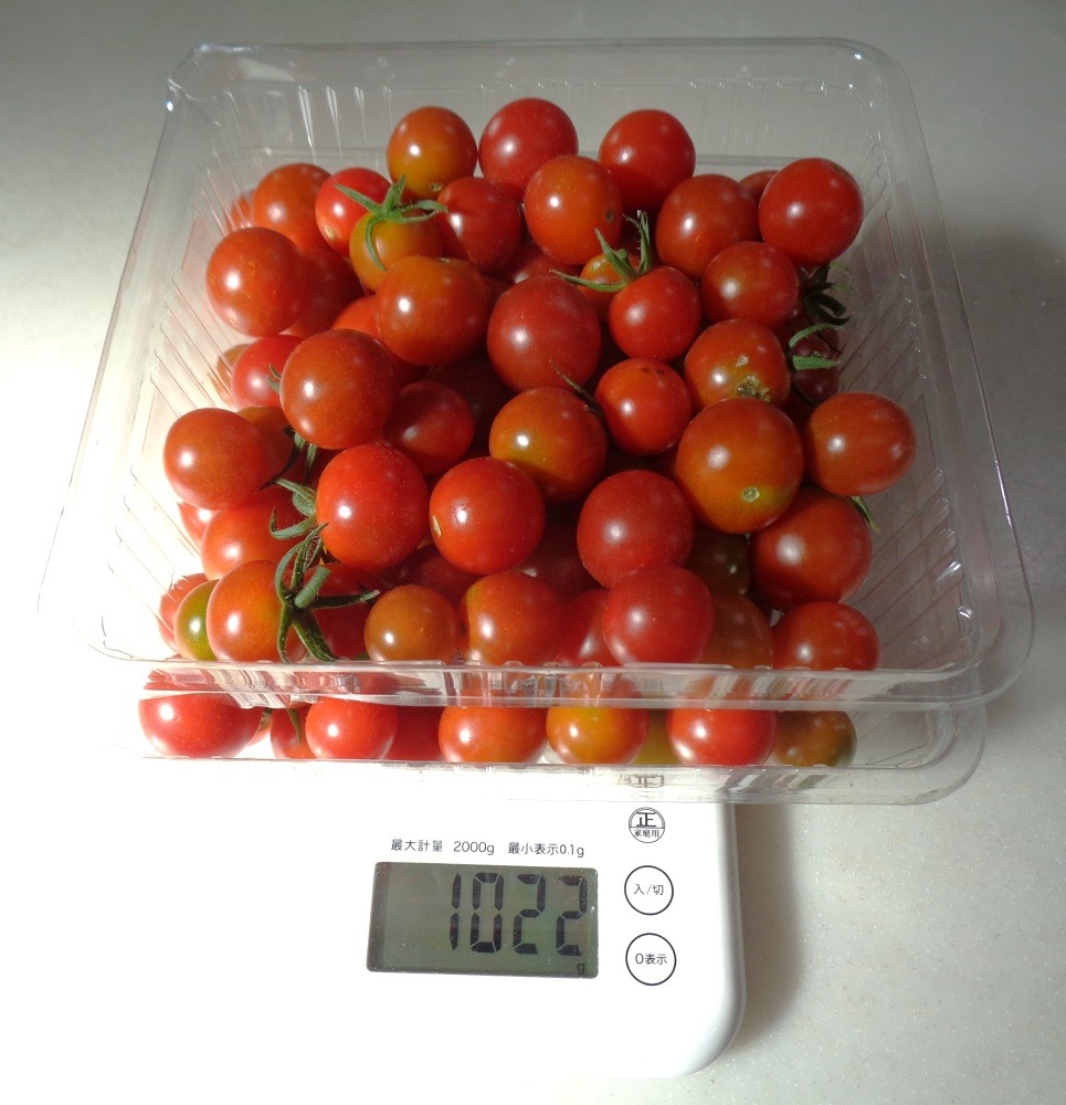 230716mini-tomato3