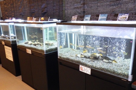 2022年「ネコギギといなべの川にすむ魚たち展」水槽展示