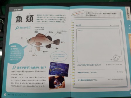 ②(例）：「魚類」のページ