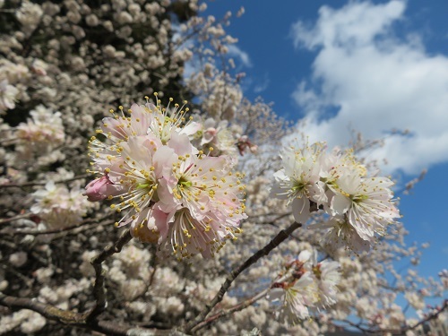 IMG_1165　寒桜