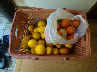 240202収穫した柑橘