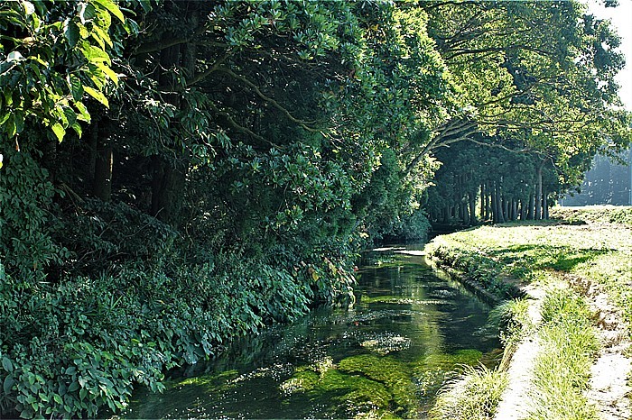 ⑤牛渡川湧水の樹蔭路