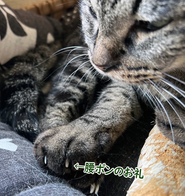 切りたい４