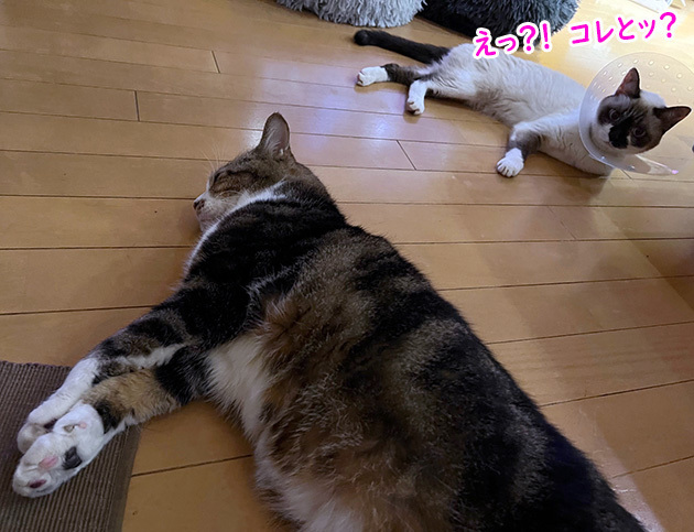 大差なし４